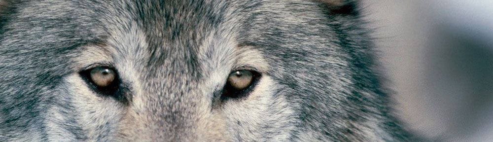 Article : Un état pas comme les autres